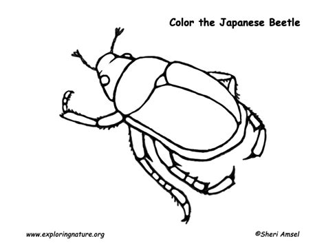 See more ideas about colouring pages, adult coloring pages, coloring pages. Japanese Beetle Coloring Page