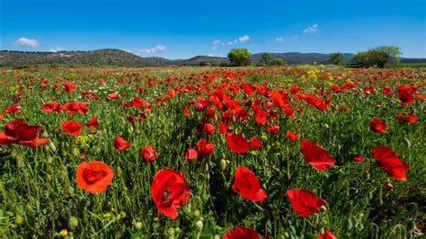 Red Spring Common Poppy Flowers Field Green Grass Leaves