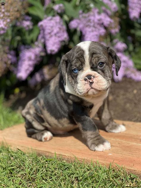 Olaf - English Boston-Bulldog Puppy For Sale in Ohio