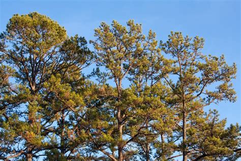 Species Spotlight Virginia Pine Edge Of The Woods Native Plant