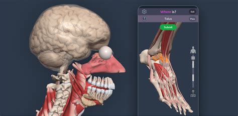Primal Launches Dynamic New 3d Anatomy Quiz App