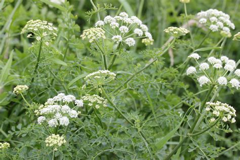 Wild Celery Facts And Health Benefits
