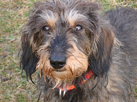 Wire Haired Dachshund Facts Pictures Price And Training Dog Breeds