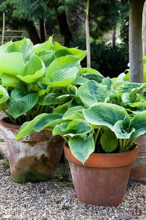 Tips And Tricks For Planting Hostas In Pots Plants Container