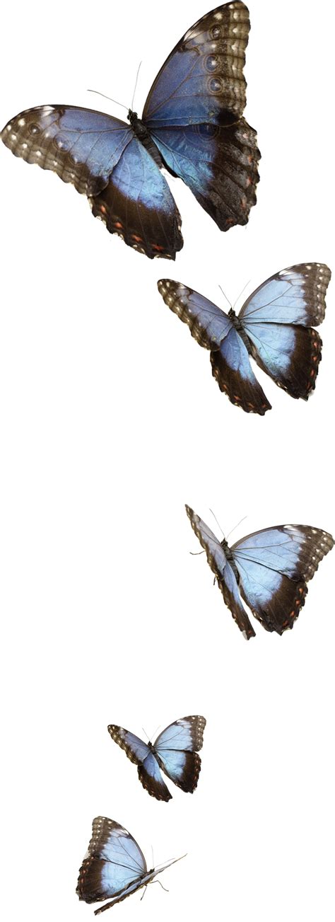 Flying Blue Butterflies Png Transparent Image Png Arts