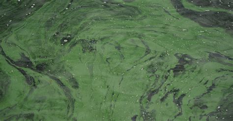 Blue-green Algae 101: What your ought to know