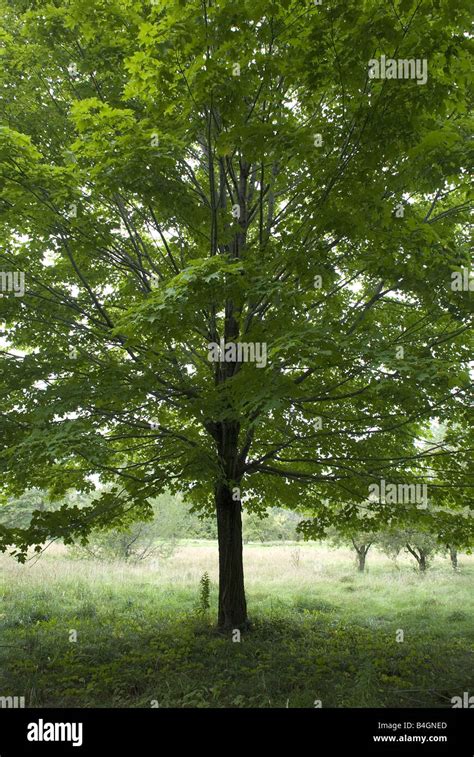 Maple Tree In Summer Stock Photo Alamy