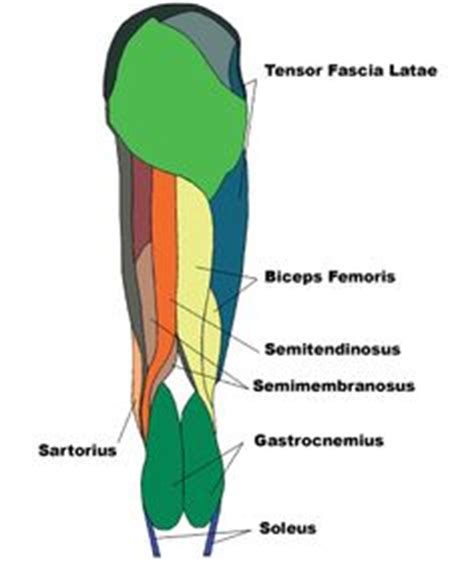 The hamstring muscles are located at the back of your thighs. hamstring muscles diagram - Google Search | muscle_leg ...