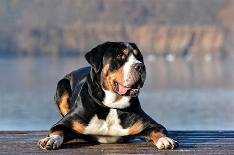 Greater Swiss Mountain Dog Facts And Information