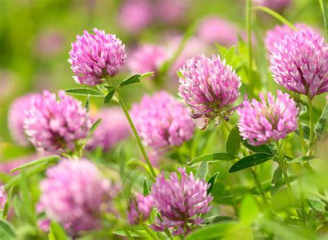 Red Clover Advance Cover Crops