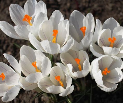Crocus Facts For Kids Konnecthq