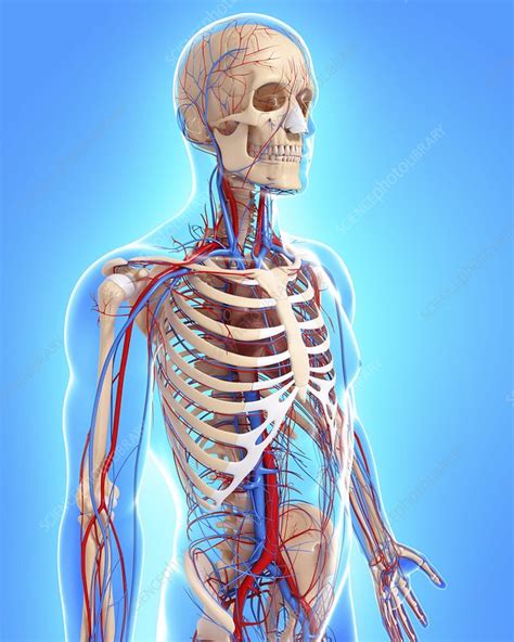 It is the most complete reference of human explore over 6700 anatomic structures and more than 670 000 translated medical labels. Male anatomy, artwork - Stock Image - F006/1364 - Science ...