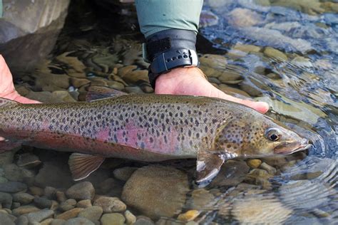 Lena River Yakutia Province Northern Siberian Taimen Keith Rose Innes