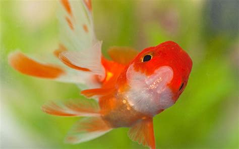 Beauty Of Goldfish Hd 1080p Youtube Pet Birds Goldfish Goldfish