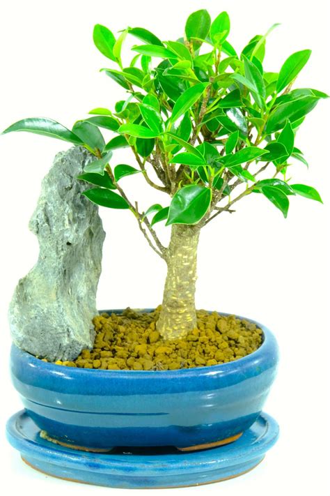 These complete bonsai gift sets include the essentials for the beginner or seasoned bonsai enthusiast. Superior Indoor Premium Ficus Bonsai Tree with Grey Slate ...