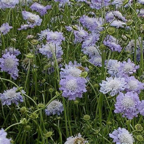 Lot De 10 Graines De Scabieuse Du Caucase Perfection Blue Plantes