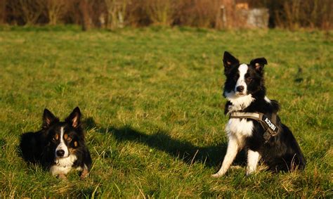 Hunde kaufen & verkaufen auf quoka.de in unserem großen tiermarkt. Border Collie - Ein Problemhund!? | Hundeerziehung ...