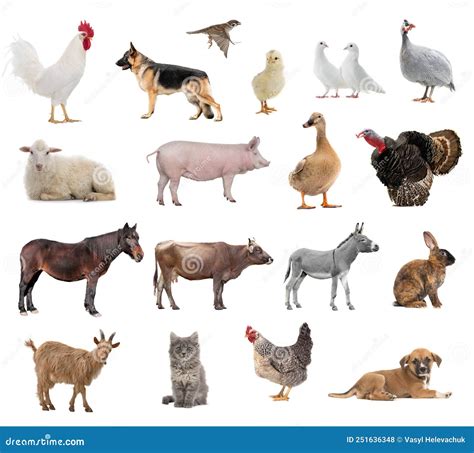 Farm Animals Collage Isolated on White Background Stock Photo - Image