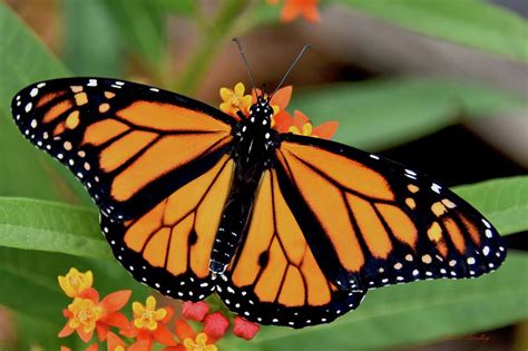 Portrait Male Monarch Butterfly Photograph By Carol Bradley Pixels