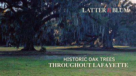 Historic Oak Trees Throughout Lafayette Latter And Blum