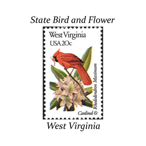 West Virginia State Flower And Bird Eden Newsletter Bildergallerie
