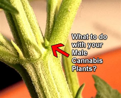 what to do with your male cannabis plants
