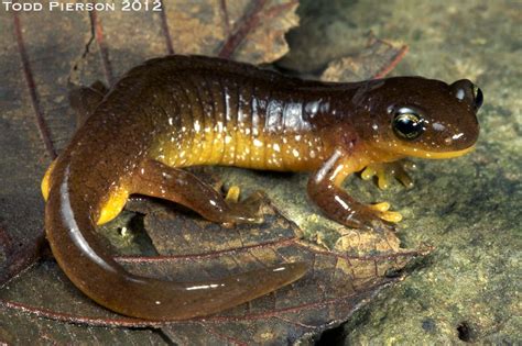 Best Beginner Pet Salamanders And Newts Artofit