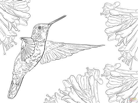 Black chinned hummingbird eat nectar on hummingbird coloring page to color, print and download for free along with bunch of favorite hummingbirds coloring page for kids. Magnificent Hummingbird Coloring Online | Super Coloring