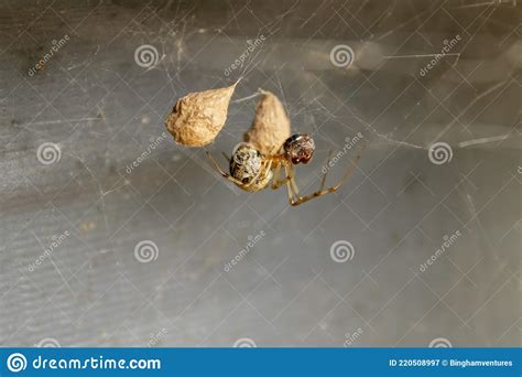Spider With Two Egg Sacks Stock Image Image Of White 220508997