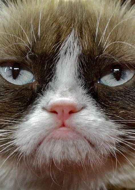 Close Up Celebs On Twitter Grumpy Cat Wnrbkvesvm