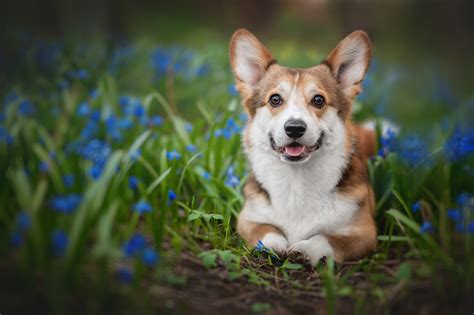 140 Corgi Hd Wallpapers And Backgrounds