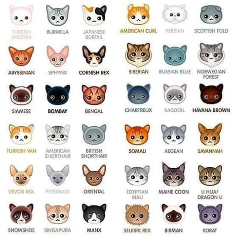 What Is Your Cats Breed Follow Us On Dailycats And Tag Dailycats