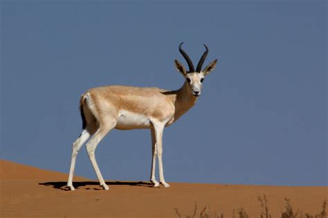 1 like · 1 talking about this. Arabian sand gazelle - Wikipedia
