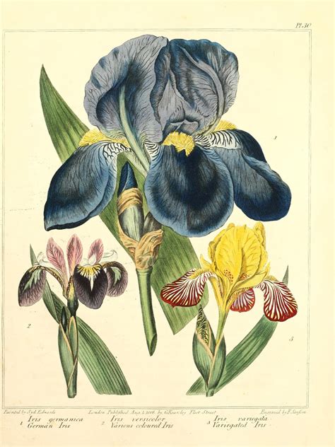 Vintage Ephemera Botanical Plate Iris 1812
