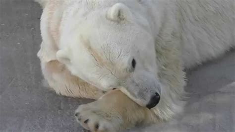 Yoshi The Polar BearБелый медведь Ёши Enjoys His Laziness At Rostov