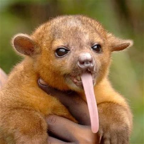 Discover south american animals you've never heard of, and learn amazing facts about the ones you have! kinkajou-look at that toungue | Year 9 Design | Pinterest ...