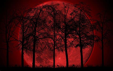 Dark Forest With Moon Wallpapers Wallpaper Cave