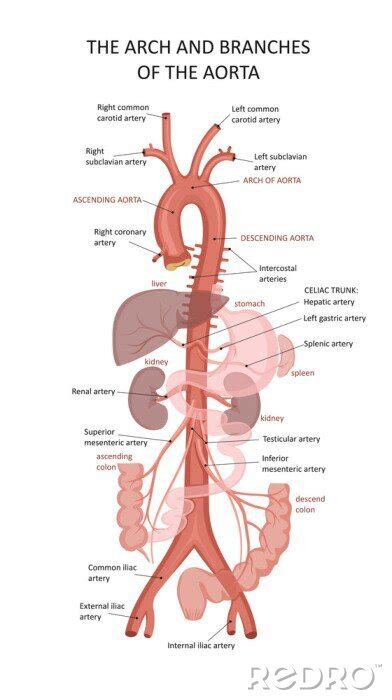 Obraz Systemic Arteries Structure Of The Aorta Functions Of The Aorta