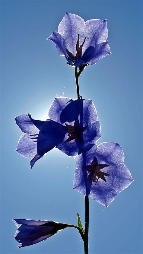 Blue Bell Flowers Hd Wallpaper For Your Mobile Phone