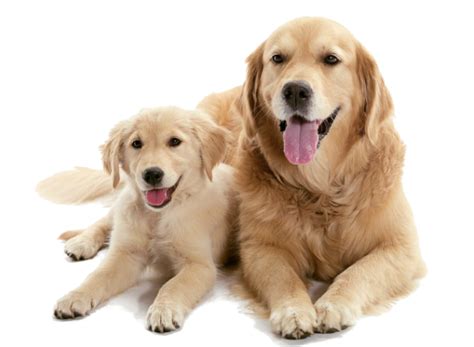 Is It Better To Get A Puppy Or An Older Dog Northern Virginia Dog