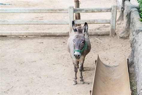 Donkey In The Stable Stock Photo Image Of Stable Country 70504966