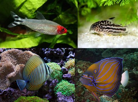 Seahorse Aquariums Galway Shop New Freshwater And Marine