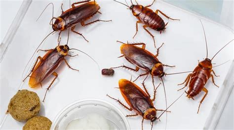 10 Creepy Facts You Never Knew About Cockroaches