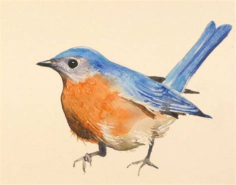 Bluebird Paintings Eastern Bluebird Watercolors Bluebird