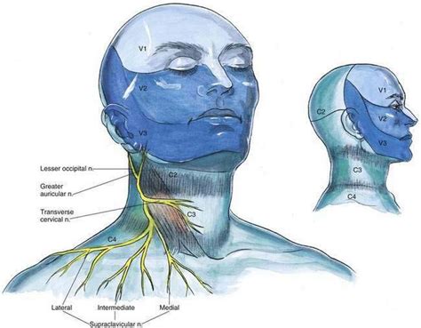 Cervical Plexus Block Clinical Gate