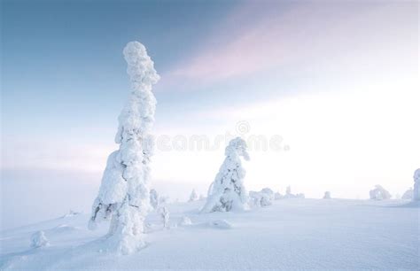 Frozen Trees In The Nature Of Finnish Lapland Stock Photo Image Of