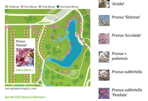 Fun Maps Brooklyn Botanic Garden Cherrywatch Tracks Bloom