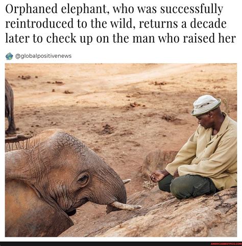 Orphaned Elephant Who Was Successfully Reintroduced To The Wild