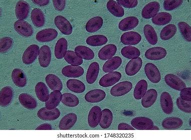 Fish Blood Smear Under Microscope Foto Stock Shutterstock
