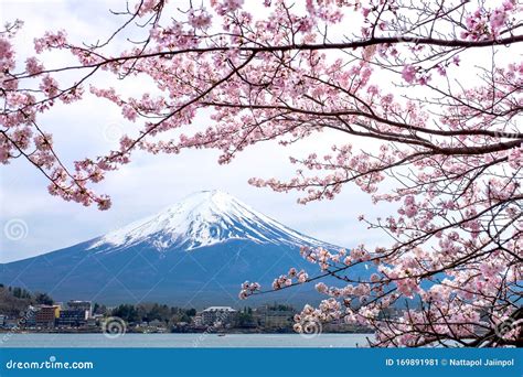 Sakura At Mount Fuji And Kawaguchiko Lake In Japan A Girl Wearing A
